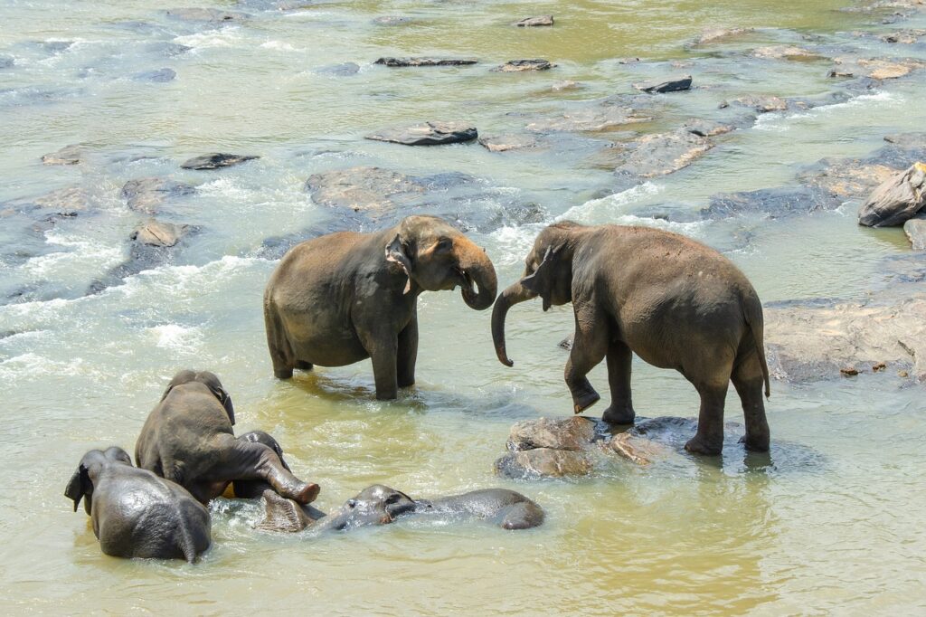 sri-lankan-elephant